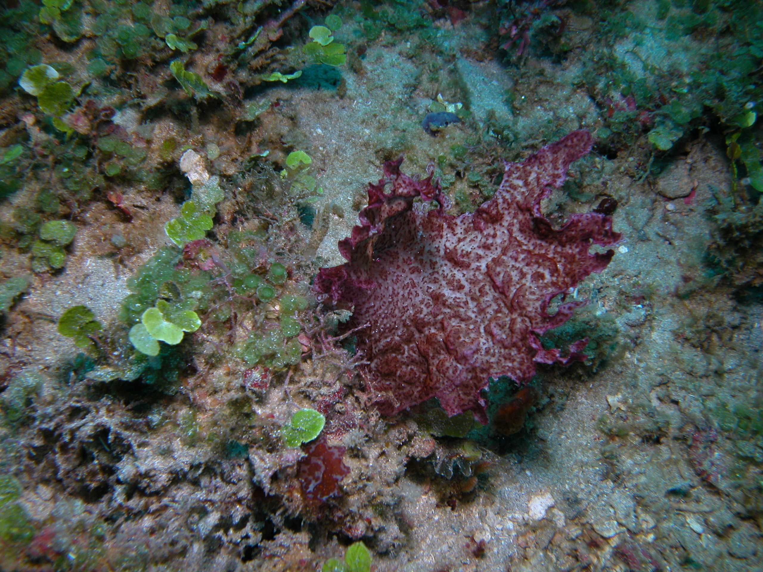 Представитель Типа Rhodophyta